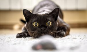 comprendre les émotions du chat