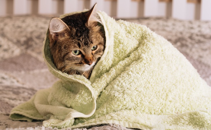gato envuelto en una toalla