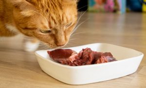 chat roux devant gamelle remplie de viande crue