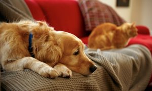 chat chien