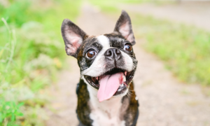 Chien Terrier de Boston tirant la langue.