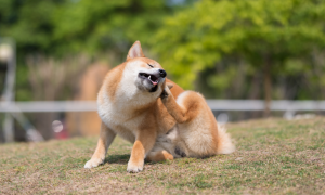 Allergie chez le chien : Akita Inu qui se gratte.