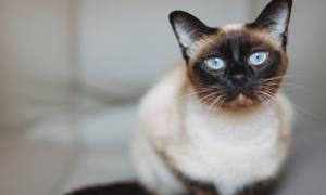 Chat Siamois allongé