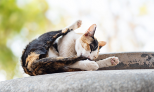 Les allergies chez le chat
