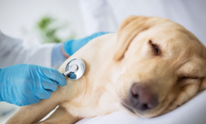 9 maladies les plus courantes chez les chiens.