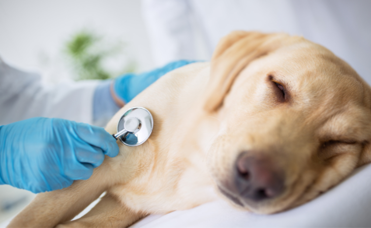 9 maladies les plus courantes chez les chiens.