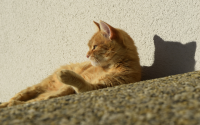 Coup de chaleur chez le chat : comment le reconnaître et le prévenir
