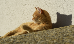 Coup de chaleur chez le chat : comment le reconnaître et le prévenir