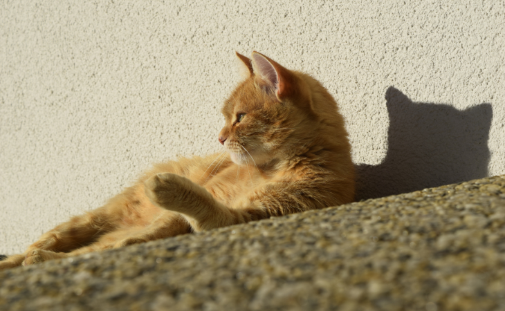 Coup de chaleur chez le chat : comment le reconnaître et le prévenir