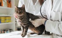 7 maladies fréquentes chez le chat : symptômes, prévention et traitements