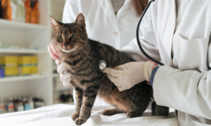 7 maladies fréquentes chez le chat : symptômes, prévention et traitements