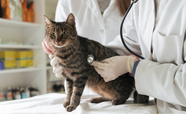 7 maladies fréquentes chez le chat : symptômes, prévention et traitements