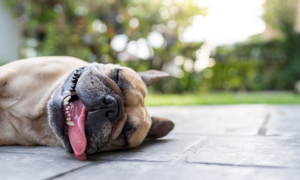 Coup de chaleur chez le chien