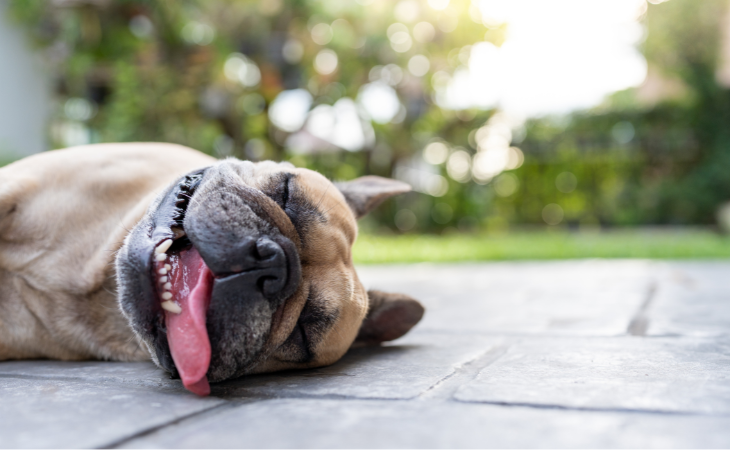 Coup de chaleur chez le chien