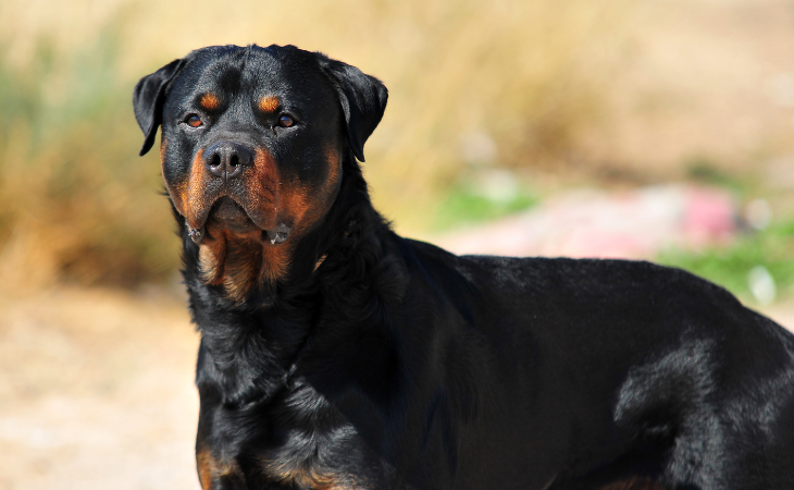 Les chiens de catégories en France : le Rottweiler