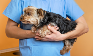 La luxation de la rotule chez le chien : causes, symptômes et traitements