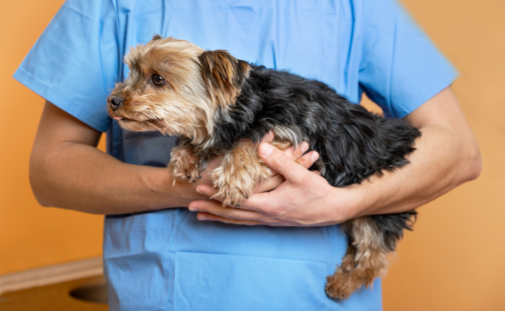 La luxation de la rotule chez le chien : causes, symptômes et traitements