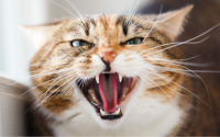 Tout savoir sur le syndrome du tigre chez le chat