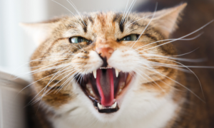 Tout savoir sur le syndrome du tigre chez le chat