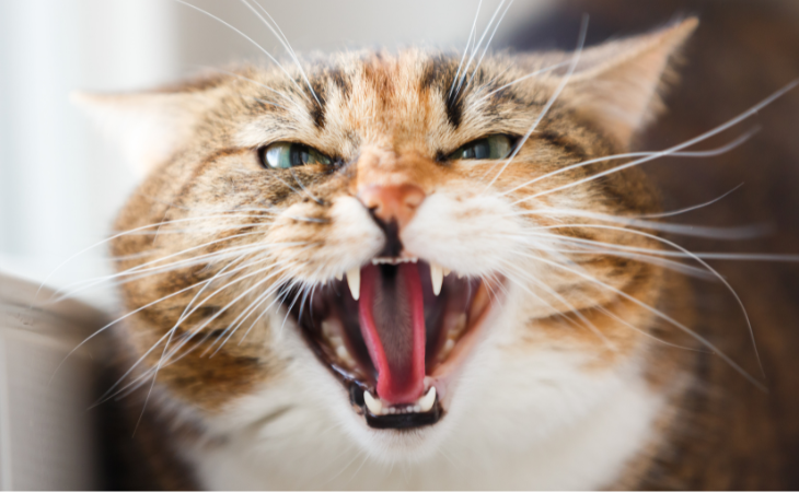 Tout savoir sur le syndrome du tigre chez le chat