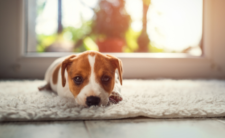 Chiot Jack Russell allongé sur un tapis blanc devant une fenêtre.