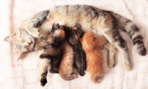 La gestation chez le chat : tout ce qu’il faut savoir