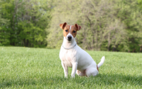 Chien Jack Russell assis dans l'herbe