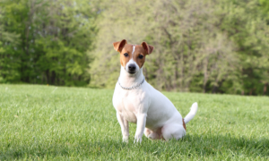 Chien Jack Russell assis dans l'herbe