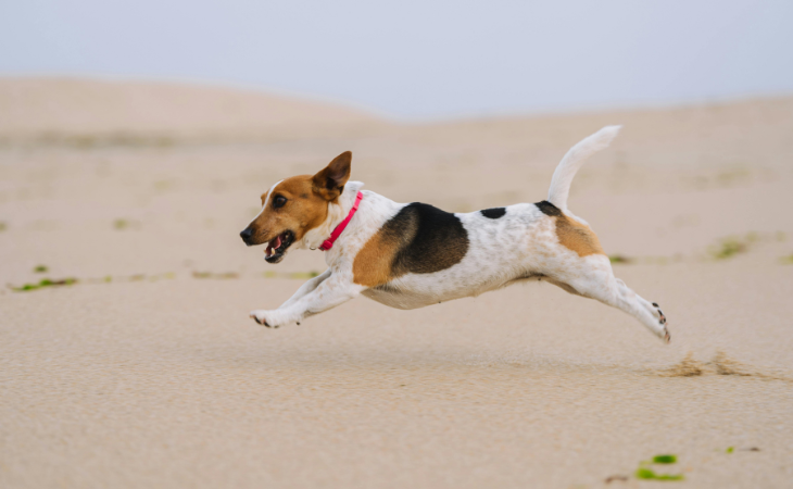 chien Jack Russell courant sur la plage.