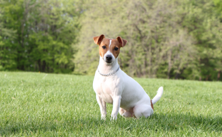 Chien Jack Russell assis dans l'herbe