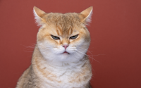 Oreilles du chat : indicateurs de leur humeur