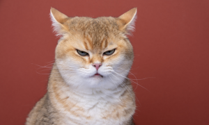 Oreilles du chat : indicateurs de leur humeur