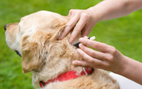 Chien Golden Retriever recevant un traitement antiparasitaire en pipette.