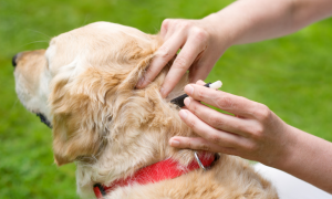 Chien Golden Retriever recevant un traitement antiparasitaire en pipette.
