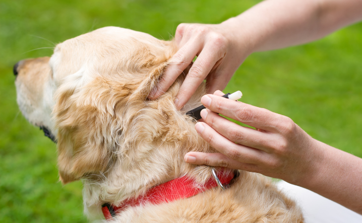 Chien Golden Retriever recevant un traitement antiparasitaire en pipette.
