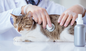 Typhus chez le chat : symptômes, traitement et prévention