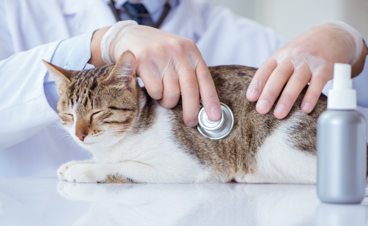 Typhus chez le chat : symptômes, traitement et prévention