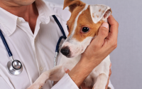 La maladie de lyme chez le chien.