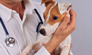 La maladie de lyme chez le chien.