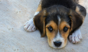 Tout savoir sur la parvovirose chez le chien