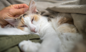 Pourquoi mon chat ronronne ?