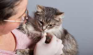 Vermifuge pour chat : pourquoi est-il essentiel pour sa santé ?
