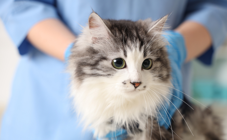 Le lymphome chez le chat : symptômes, diagnostic, traitements et espérance de vie