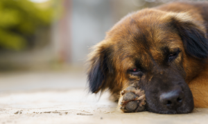 La maladie de Carré chez le chien : symptômes, transmission et prévention