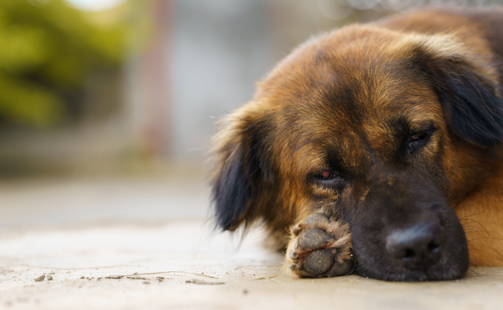 La maladie de Carré chez le chien : symptômes, transmission et prévention