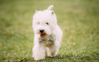 West Highland Terrier