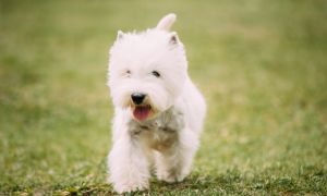 West Highland Terrier