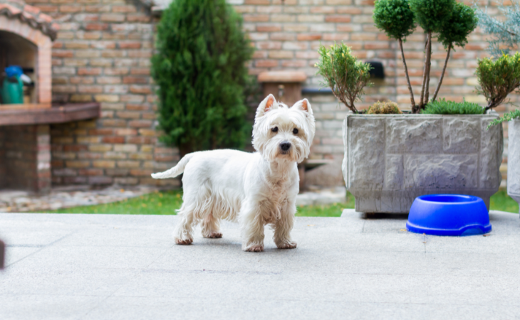 West Highland Terrier Westie