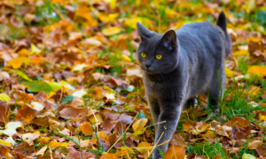 Le chat retombe-t-il toujours sur ses pattes ?