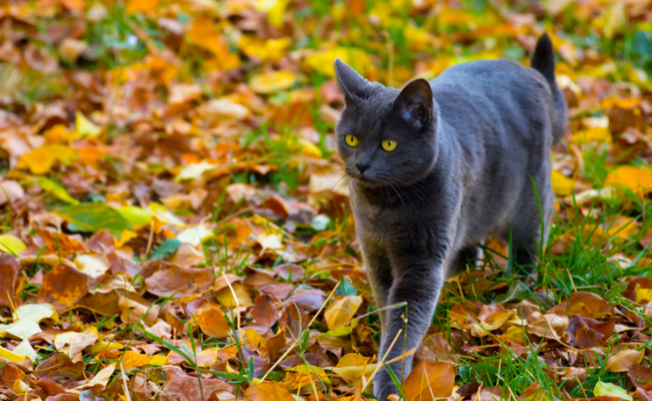 Le chat retombe-t-il toujours sur ses pattes ?